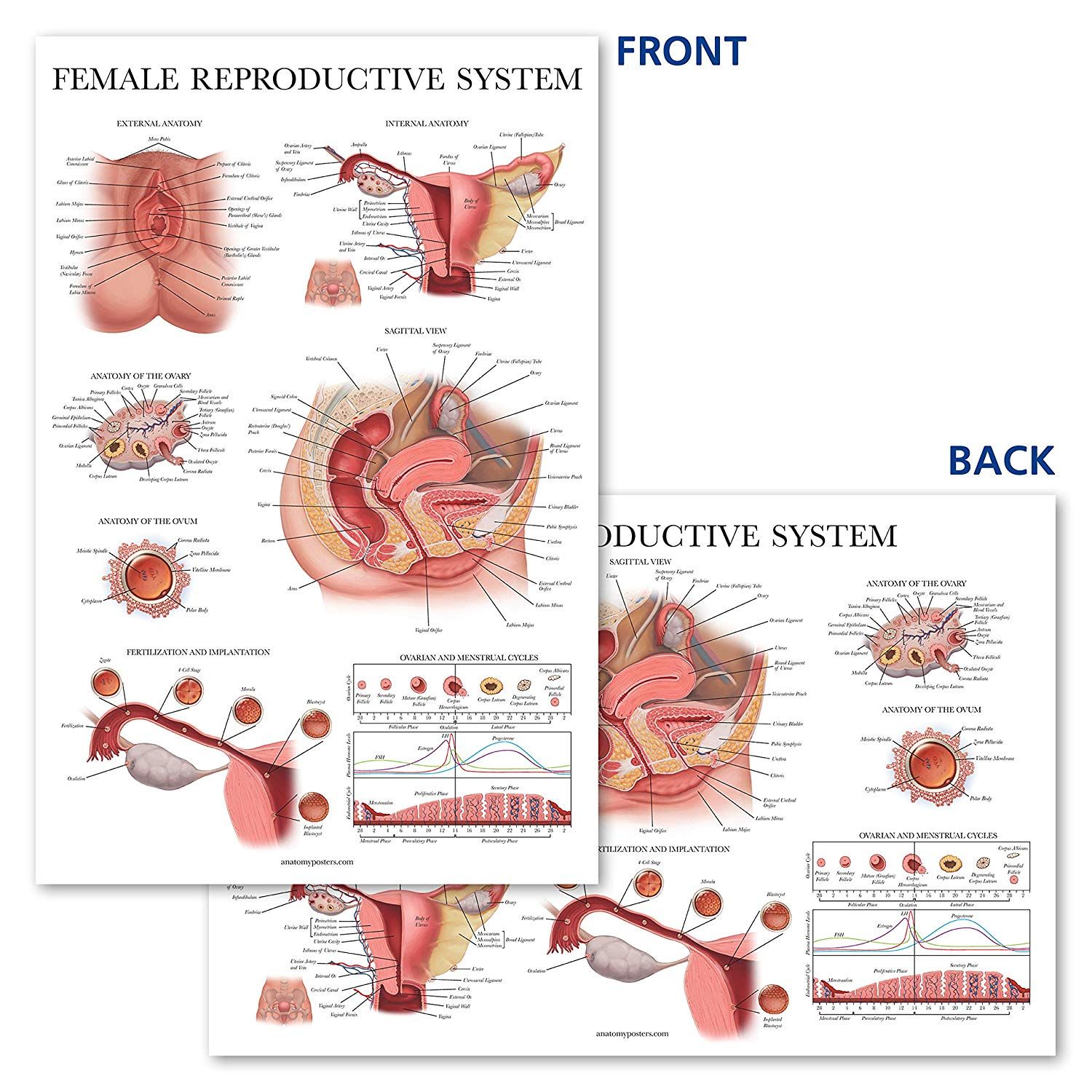 Understanding Your Sexual Anatomy: A Guide for Women